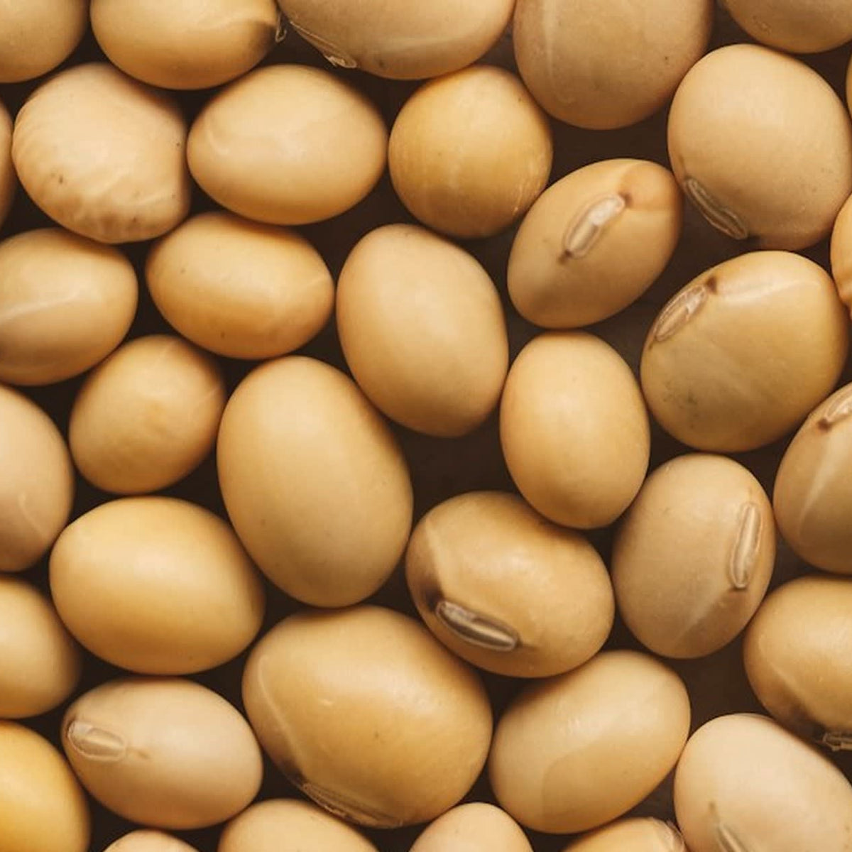 A close macro of raw soybeans, the crop soy candle wax is pressed from.
