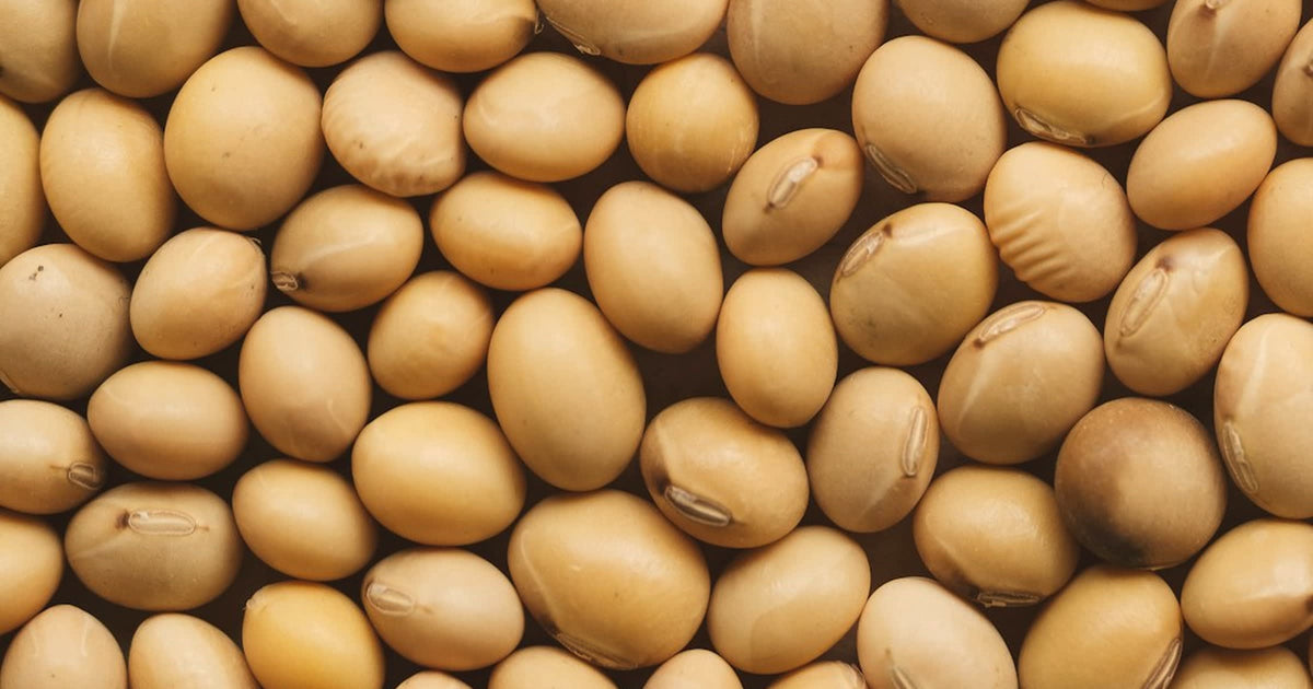 A close macro of raw soybeans, the crop soy candle wax is pressed from.