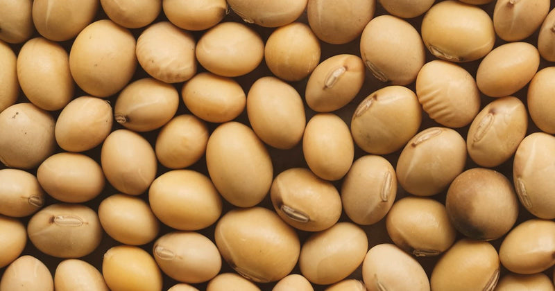 Are Soy Candles Safe? What the Label Does Not Tell You