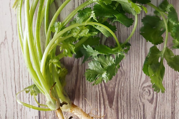 Fresh cilantro on a whitewashed wood surface