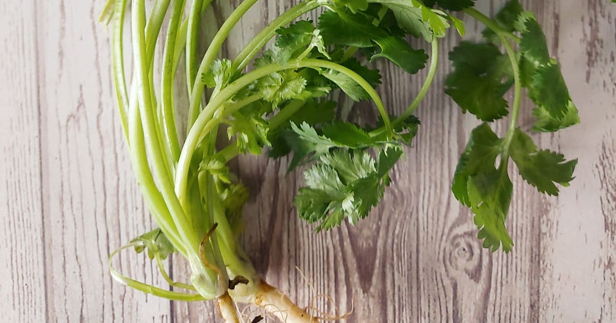 Fresh cilantro on a whitewashed wood surface