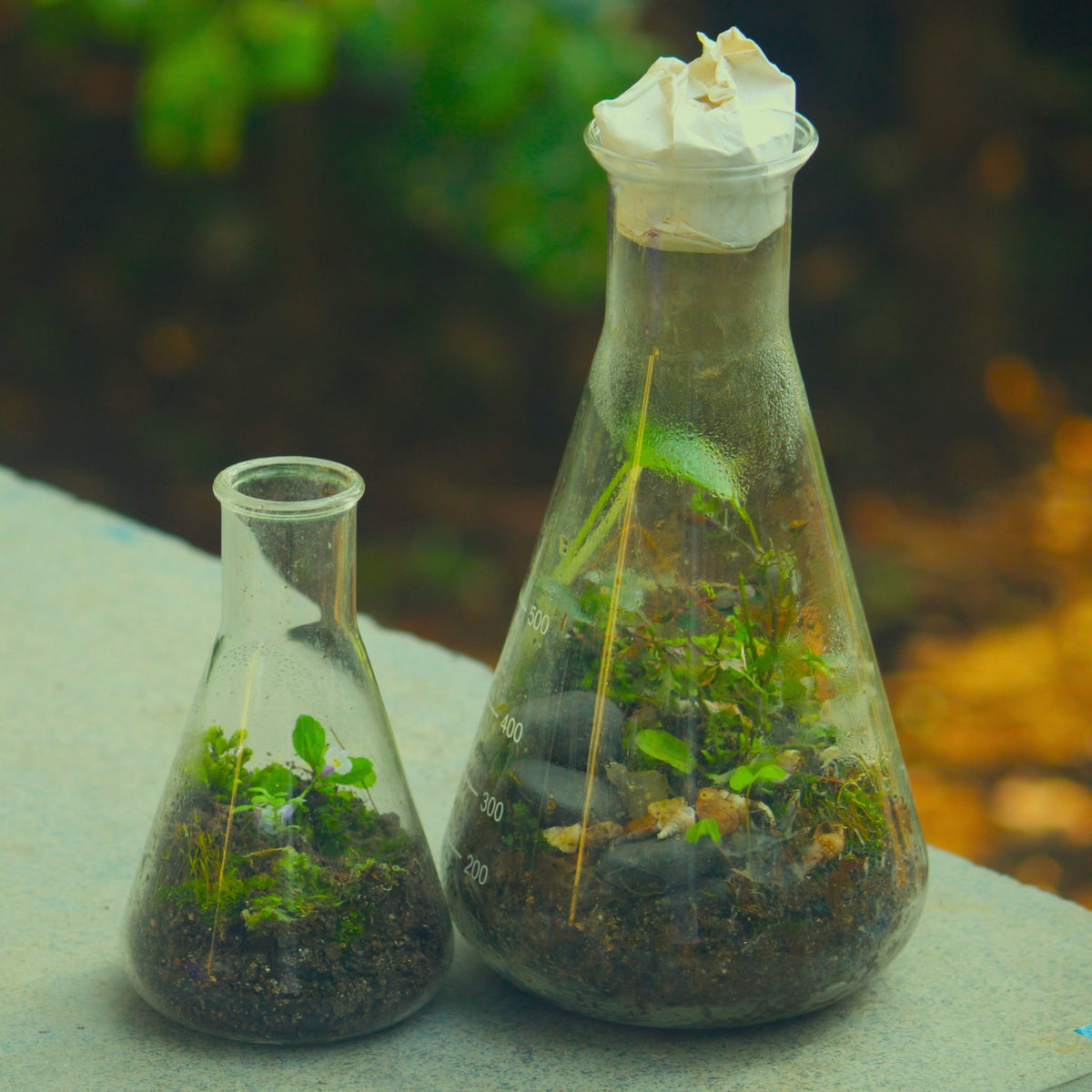 Small green plants growing inside two glass lab flasks, where botany meets the lab.
